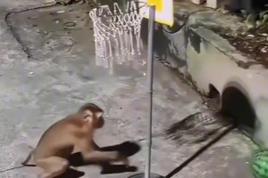 我們打著打著一個齊天大圣進來了，我沒開玩笑?。?>
        <div   id=