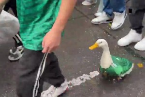 墨西哥鵝出沒！一直穿著墨西哥球衣的鵝被帶出門了，太瘋狂了